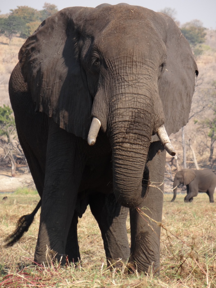 Close encounters of the tusked kind