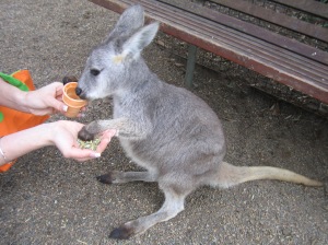 Have a kangaroo eat right out of your hand at Featherdale Wildlife Park